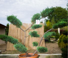 Bonsai Juniperus Hetzii 120cm C80